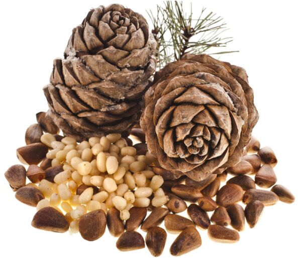 Pine nuts, the use of which will help solve potency problems