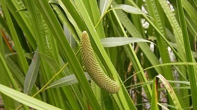 Air swamp to increase potency